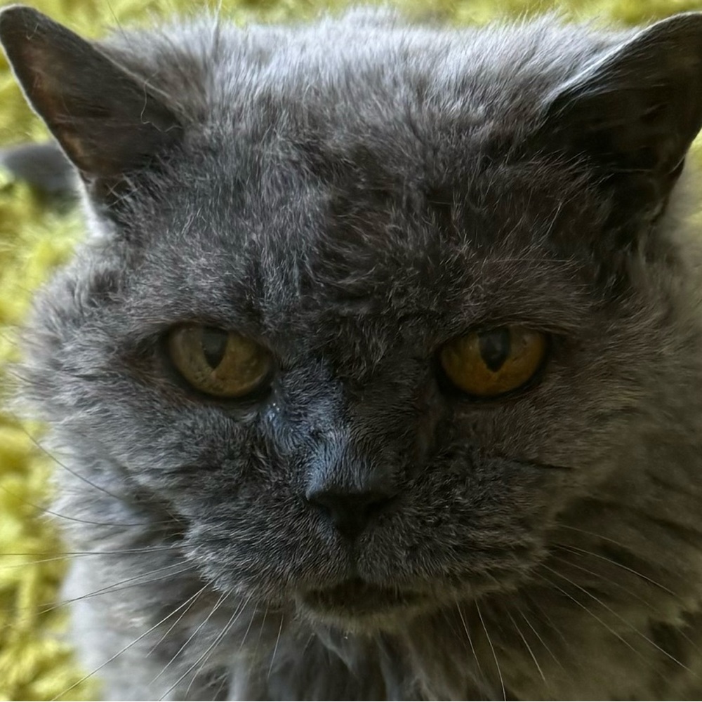 Meet your Posher, Duncan